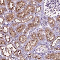 Cadherin-7 Antibody, Novus Biologicals:Antibodies:Primary Antibodies