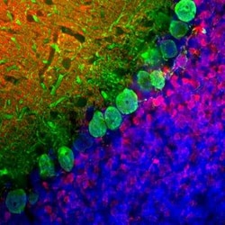 Calbindin D-28K Antibody (4H7), Novus Biologicals:Antibodies:Primary Antibodies