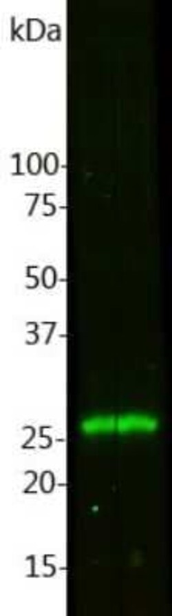Calbindin D-28K Antibody (4H7), Novus Biologicals:Antibodies:Primary Antibodies