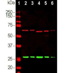 Calretinin Antibody, Novus Biologicals:Antibodies:Primary Antibodies