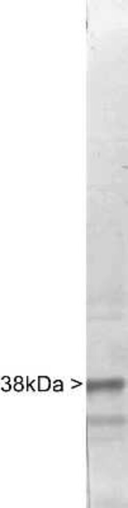 Casein Kinase 1 alpha Antibody, Novus Biologicals 0.025 mL, Unconjugated:Antibodies,