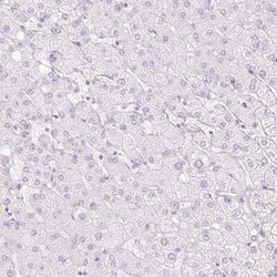 Cdx1 Antibody, Novus Biologicals:Antibodies:Primary Antibodies