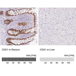 Cdx1 Antibody, Novus Biologicals:Antibodies:Primary Antibodies