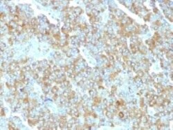 Chromogranin A Antibody (PHE5) - IHC-Prediluted, Novus Biologicals 7 mL,
