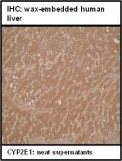 Cytochrome P450 2E1 Antibody (M12P4H2) - BSA Free, Novus Biologicals:Antibodies:Primary