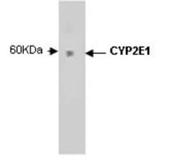 Cytochrome P450 2E1 Antibody (M12P4H2) - BSA Free, Novus Biologicals:Antibodies:Primary