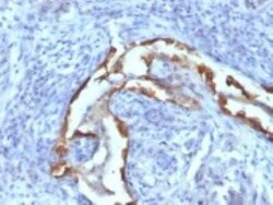 Cytokeratin 8 Antibody (SPM538) - IHC-Prediluted, Novus Biologicals 7 mL,