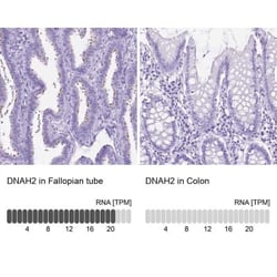 DNAH2 Antibody, Novus Biologicals:Antibodies:Primary Antibodies
