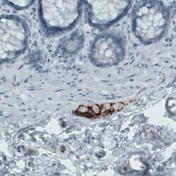 EFCBP2 Antibody (CL0524), Novus Biologicals 0.1 mL, Unconjugated:Antibodies,