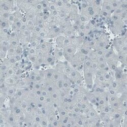 EFCBP2 Antibody (CL0524), Novus Biologicals 0.1 mL, Unconjugated:Antibodies,