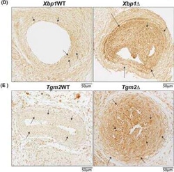 ER Stress/ UPR Antibody Pack, Novus Biologicals 8 Vials, Unconjugated:Antibodies,