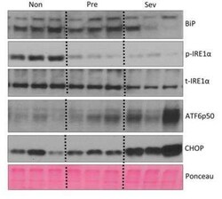 ER Stress/ UPR Antibody Pack, Novus Biologicals 8 Vials, Unconjugated:Antibodies,