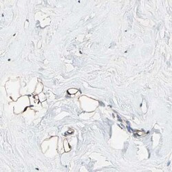 FAM213A Antibody, Novus Biologicals 0.1 mL, Unconjugated:Antibodies, Polyclonal