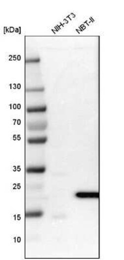 FAM213A Antibody, Novus Biologicals 0.1 mL, Unconjugated:Antibodies, Polyclonal
