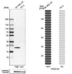 FAM213A Antibody, Novus Biologicals 0.1 mL, Unconjugated:Antibodies, Polyclonal