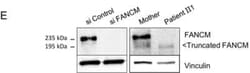 FANCM Antibody (CV5.1) - BSA Free, Novus Biologicals 0.1 mL, Unconjugated:Antibodies,