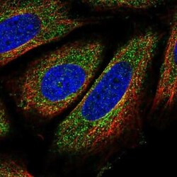FNBP1L Antibody, Novus Biologicals 25 &mu;L, Unconjugated:Antibodies, Polyclonal