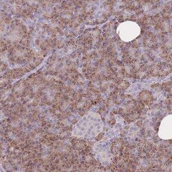 FRG2A Antibody, Novus Biologicals 25 &mu;L, Unconjugated:Antibodies, Polyclonal