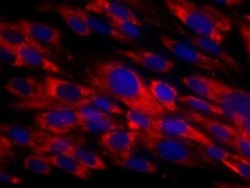 Fibroblasts Antibody (TE-7), Novus Biologicals 50 &mu;g, Unconjugated:Antibodies,