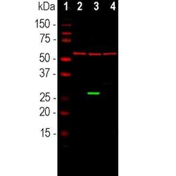 GFP Antibody, Novus Biologicals 0.025 mL | Buy Online | Novus Biologicals | Fisher Scientific