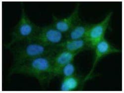 Glypican 4 Antibody (51E3) - BSA Free, Novus Biologicals:Antibodies:Primary