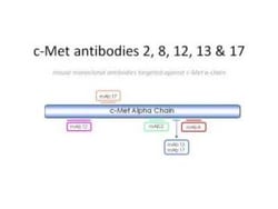 HGFR/c-MET Antibody (8) - BSA Free, Novus Biologicals:Antibodies:Primary