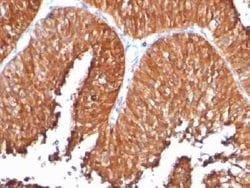 HSP60 Antibody (SPM253) - IHC-Prediluted, Novus Biologicals 7 mL, Unconjugated:Antibodies,