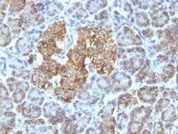 HSP60 Antibody (SPM253) - IHC-Prediluted, Novus Biologicals 7 mL, Unconjugated:Antibodies,