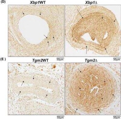 IRE1 alpha Antibody Pack, Novus Biologicals 3 Vials, Unconjugated:Antibodies,