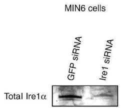 IRE1 alpha Antibody Pack, Novus Biologicals 3 Vials, Unconjugated:Antibodies,