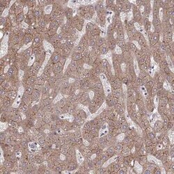 ITPR2 Antibody, Novus Biologicals:Antibodies:Primary Antibodies