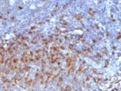 IgG Antibody (IG266) - IHC-Prediluted, Novus Biologicals 7 mL, Unconjugated:Antibodies,