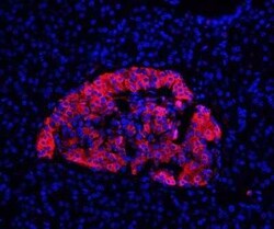 Insulin Antibody (E2-E3 + 2D11-H5 (same as INS04 + INS05)) - IHC-Prediluted,