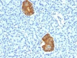 Insulin Antibody (E2-E3 + 2D11-H5 (same as INS04 + INS05)) - IHC-Prediluted,