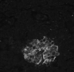 Insulin Antibody (E2-E3 (same as INS04)) - IHC-Prediluted, Novus Biologicals