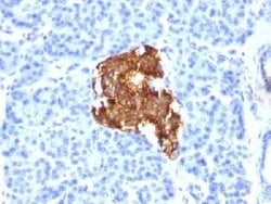 Insulin Antibody (E2-E3 (same as INS04)) - IHC-Prediluted, Novus Biologicals