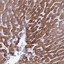 KNCN Antibody, Novus Biologicals 0.1 mL, Unconjugated:Antibodies, Polyclonal