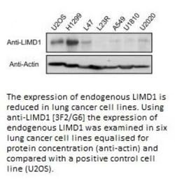 LIMD1 Antibody (3F2/G6) - BSA Free, Novus Biologicals 0.1 mL, Unconjugated:Antibodies,