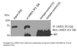 LIMD1 Antibody (3F2/G6) - BSA Free, Novus Biologicals 0.1 mL, Unconjugated:Antibodies,