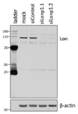 LONP1 Antibody (LON20/H1) - BSA Free, Novus Biologicals 0.025 mL | Buy Online | Novus Biologicals | Fisher Scientific