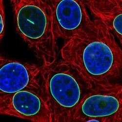 Lamin B1 Antibody, Novus Biologicals 25 &mu;L, Unconjugated:Anticorps,