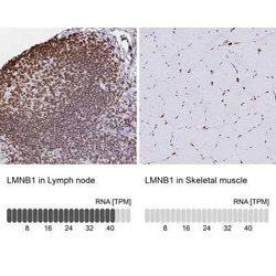 Lamin B1 Antibody, Novus Biologicals 25 &mu;L, Unconjugated:Anticorps,