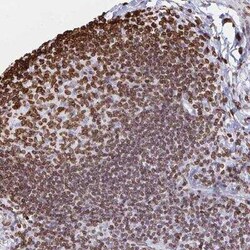 Lamin B1 Antibody, Novus Biologicals 25 &mu;L, Unconjugated:Anticorps,