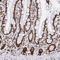 Lamin B1 Antibody, Novus Biologicals 25 &mu;L, Unconjugated:Anticorps,