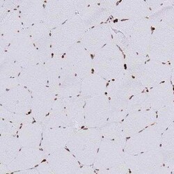 Lamin B1 Antibody, Novus Biologicals 25 &mu;L, Unconjugated:Anticorps,
