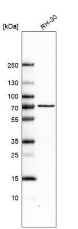 Lamin B1 Antibody, Novus Biologicals 25 &mu;L, Unconjugated:Anticorps,