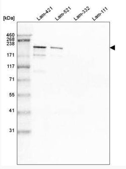 Laminin S/Laminin beta 2 Antibody (CL2979), Novus Biologicals 25 &mu;L,