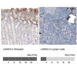 Laminin alpha 3 Antibody (CL3112), Novus Biologicals 0.1 mL, Unconjugated:Antibodies,