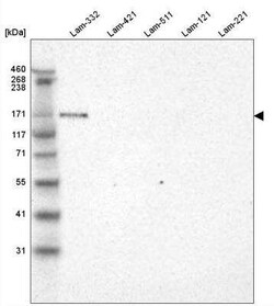 Laminin alpha 3 Antibody (CL3112), Novus Biologicals 0.1 mL, Unconjugated:Antibodies,