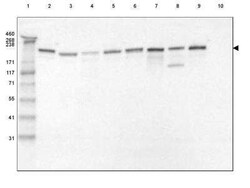 Laminin gamma 1 Antibody (CL3195), Novus Biologicals 0.1 mL, Unconjugated:Antibodies,